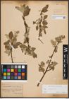 Foto von Salix caprea L.